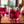 Load image into Gallery viewer, Monin® - Desert Pear Syrup 1L