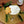 Load image into Gallery viewer, Monin® - Gingerbread Syrup 1L