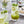 Load image into Gallery viewer, Monin® - Kiwi Syrup 1L