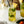 Load image into Gallery viewer, Monin® - Chipotle Pineapple Syrup 1L