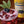 Load image into Gallery viewer, Monin® - Sugar Free Blackberry Syrup 1L