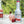 Load image into Gallery viewer, Monin® - Strawberry Fruit Puree 1L